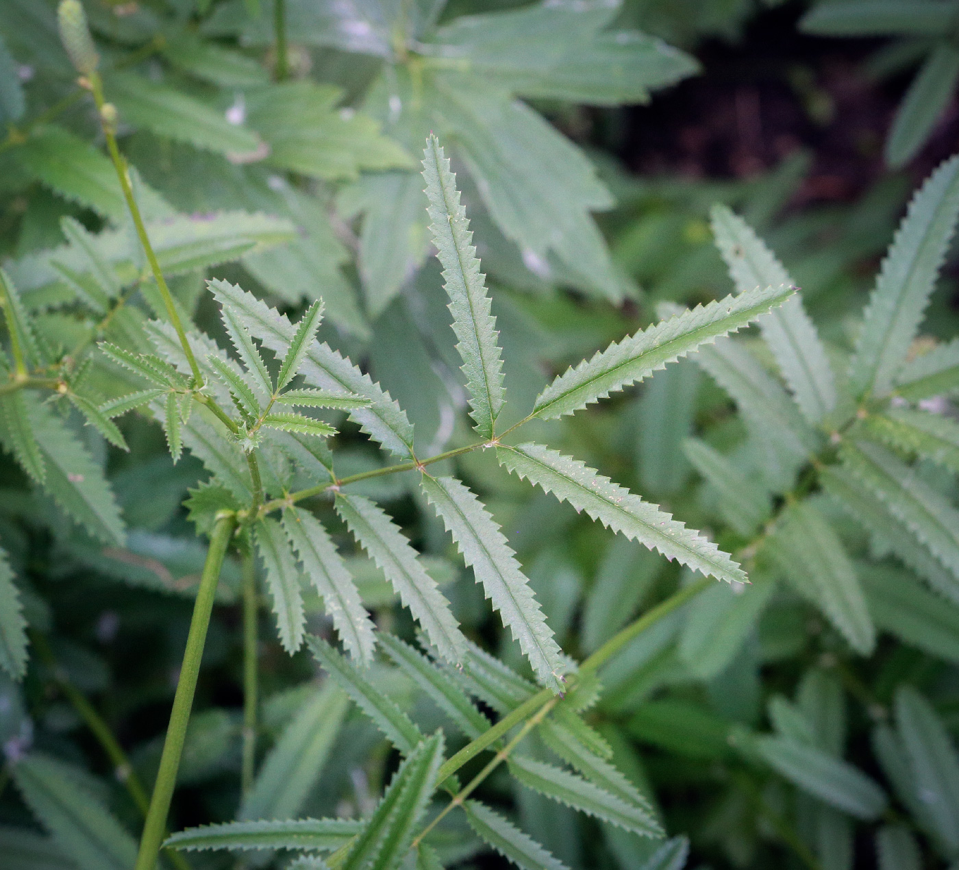Изображение особи Sanguisorba parviflora.