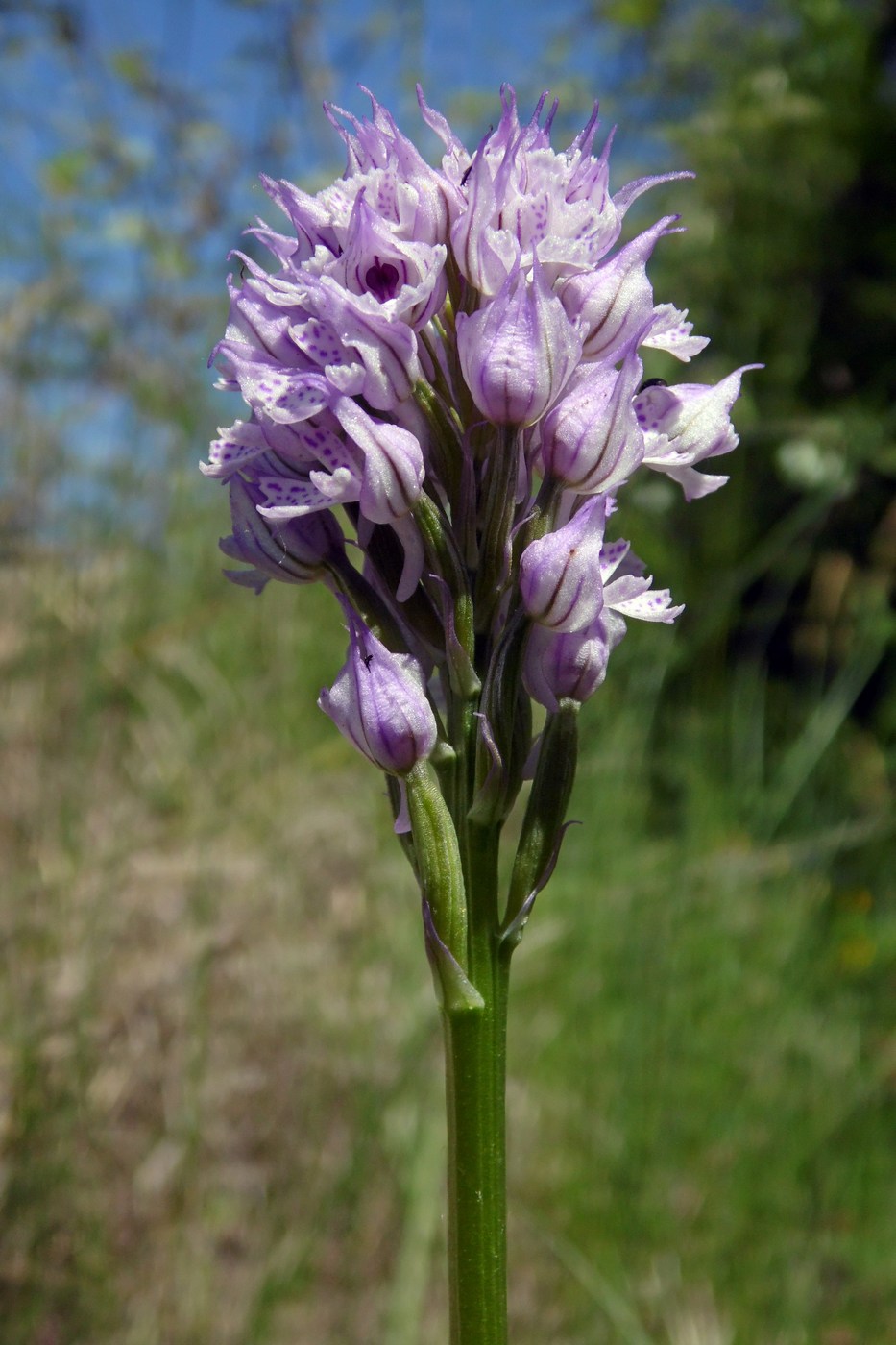 Изображение особи Neotinea tridentata.