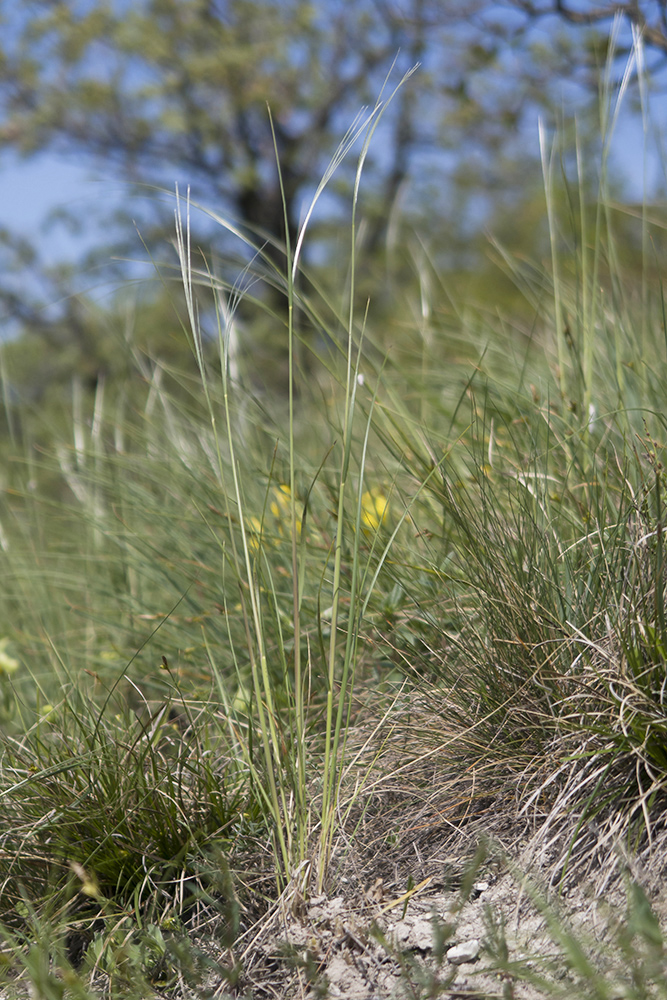 Image of Stipa pulcherrima specimen.