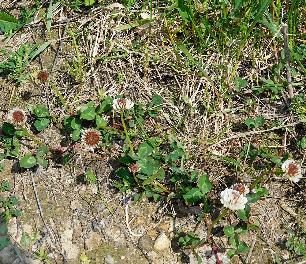 Изображение особи Trifolium repens.