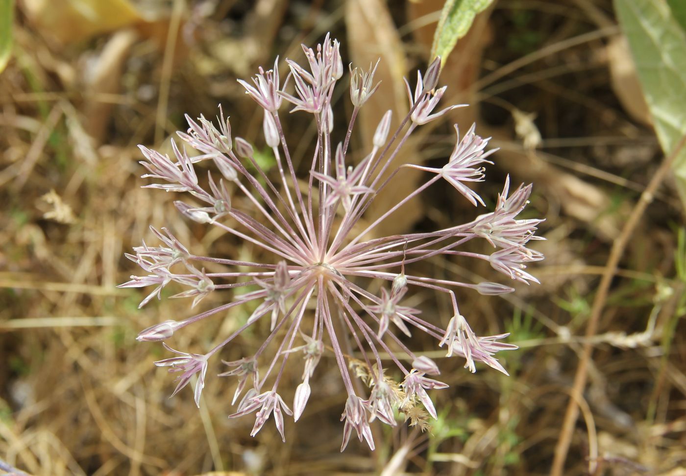 Image of Allium bucharicum specimen.