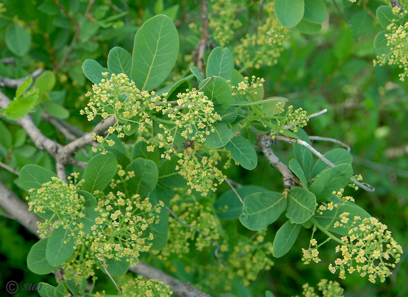 Image of Cotinus coggygria specimen.