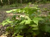 Polygonatum hirtum