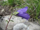 Campanula argunensis. Верхушка побега с цветком (вид сбоку). Дагестан, Акушинский р-н, окр. с. Акуша, ок. 2000 м н.у.м., каменистый склон. 06.06.2019.