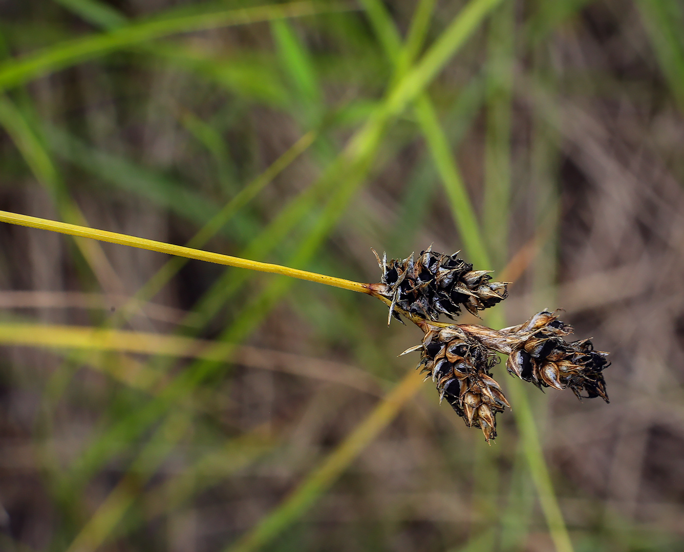 Изображение особи Carex praecox.