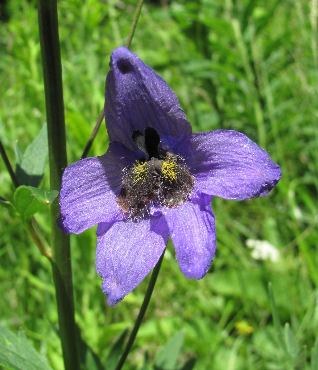 Image of Delphinium flexuosum specimen.