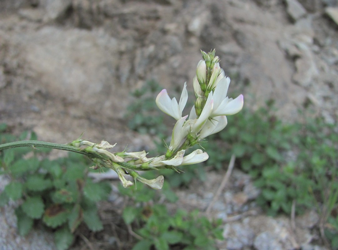 Image of Onobrychis ruprechtii specimen.