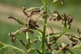 Hesperis tristis