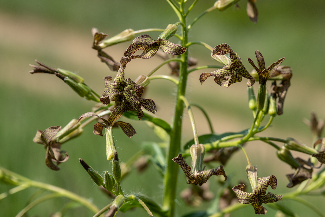 Image of Hesperis tristis specimen.