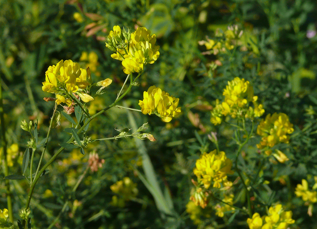 Image of Medicago &times; varia specimen.