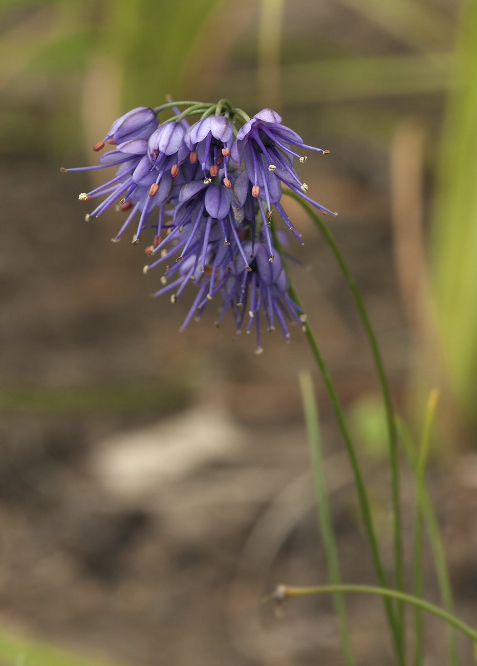 Image of Allium cyaneum specimen.