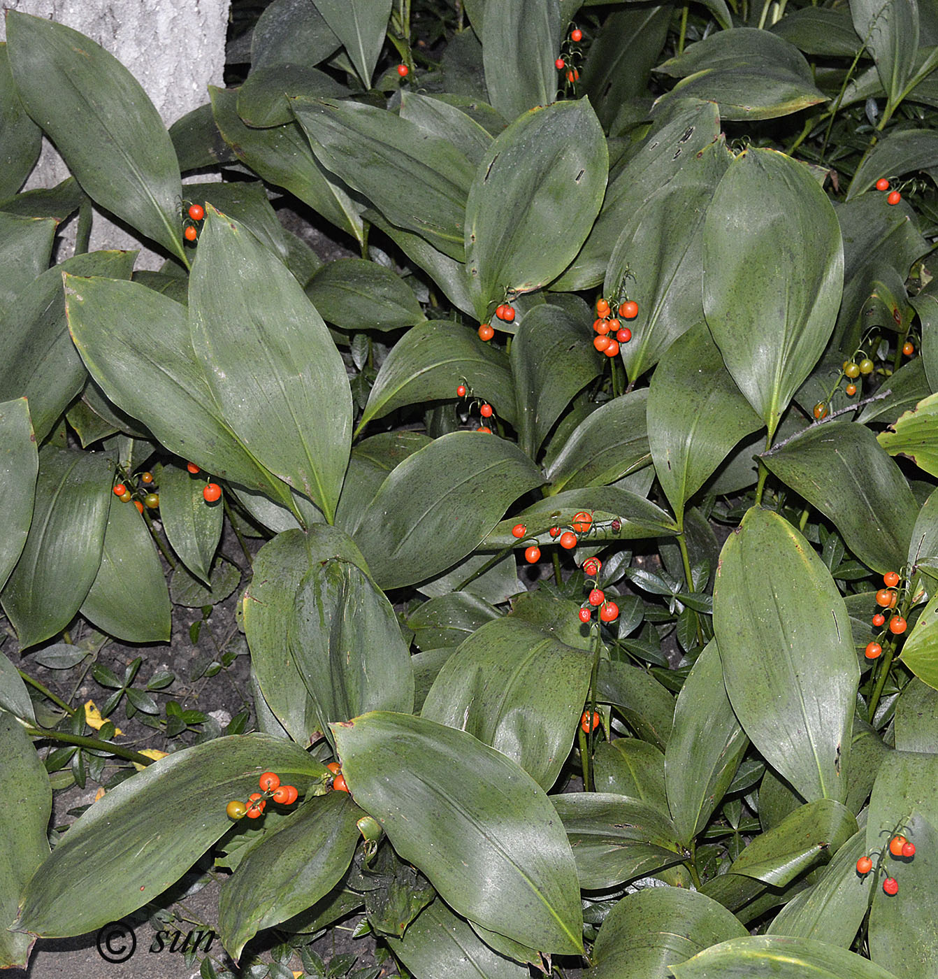 Image of Convallaria majalis specimen.