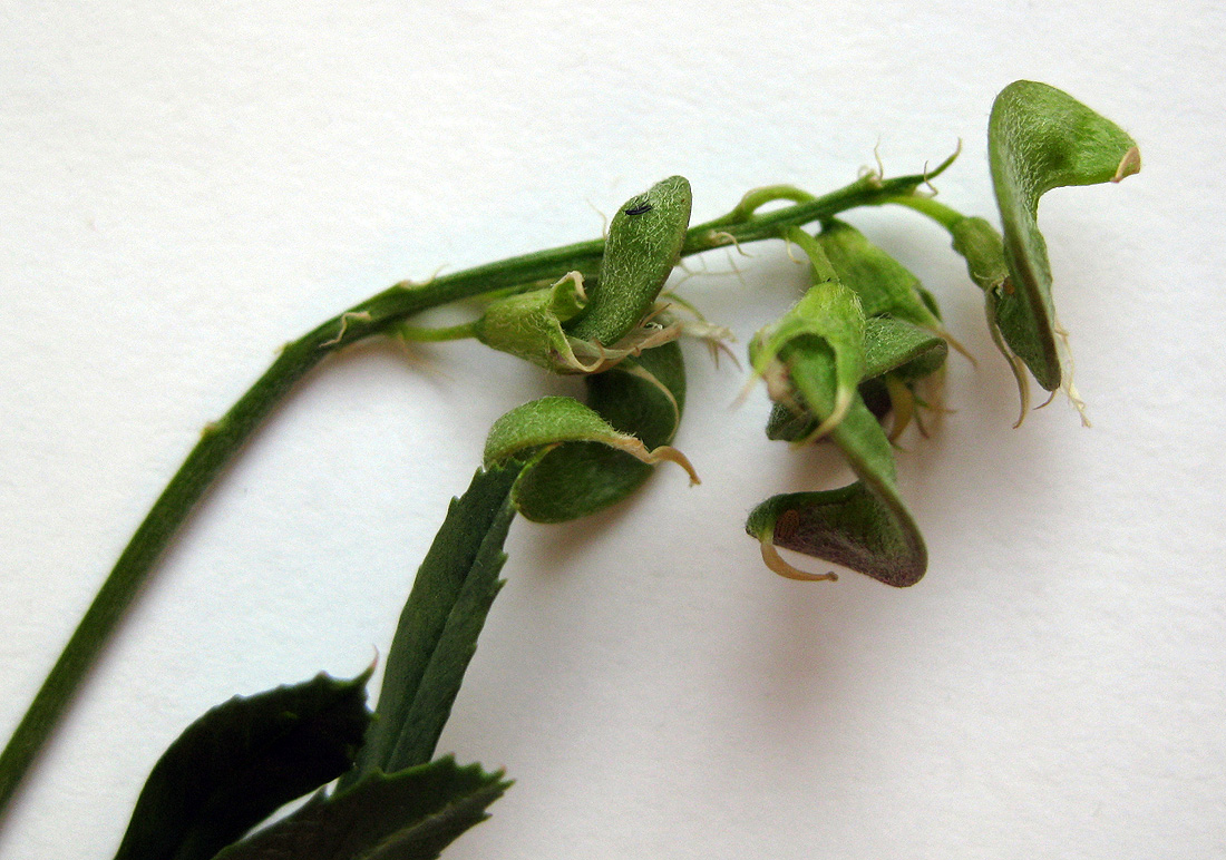 Изображение особи Medicago × varia.