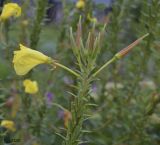 Oenothera glazioviana