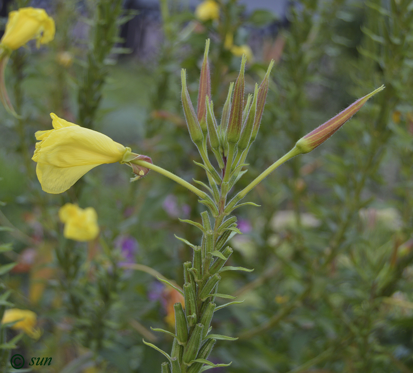 Изображение особи Oenothera glazioviana.