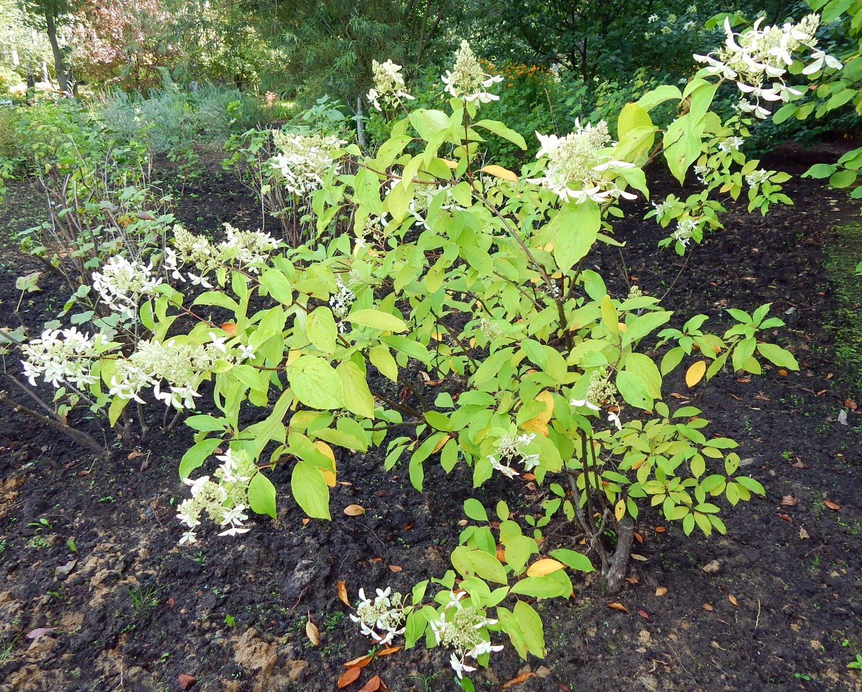 Изображение особи Hydrangea paniculata.