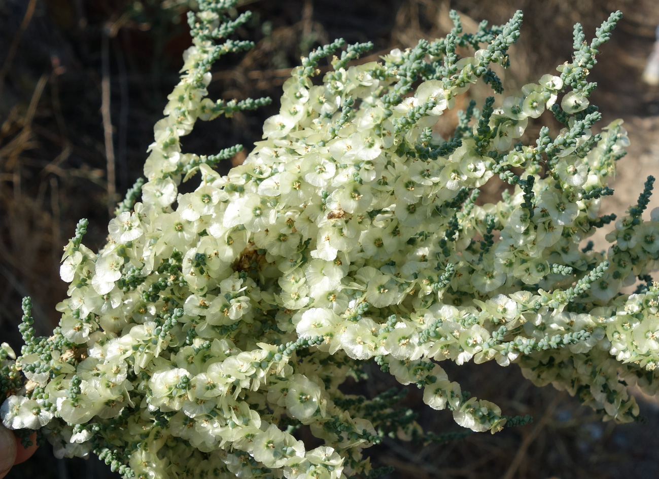 Изображение особи Salsola dendroides.