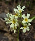 Primula pallasii