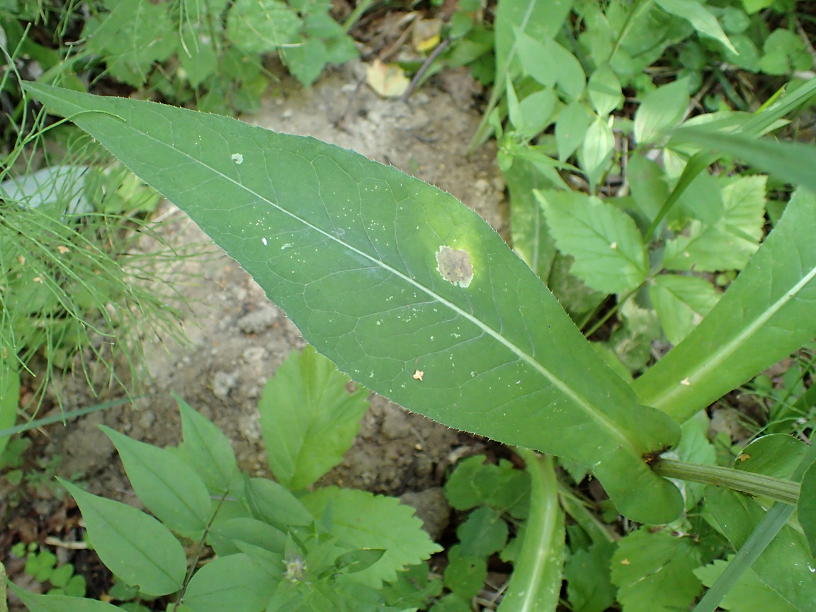 Изображение особи Cirsium heterophyllum.