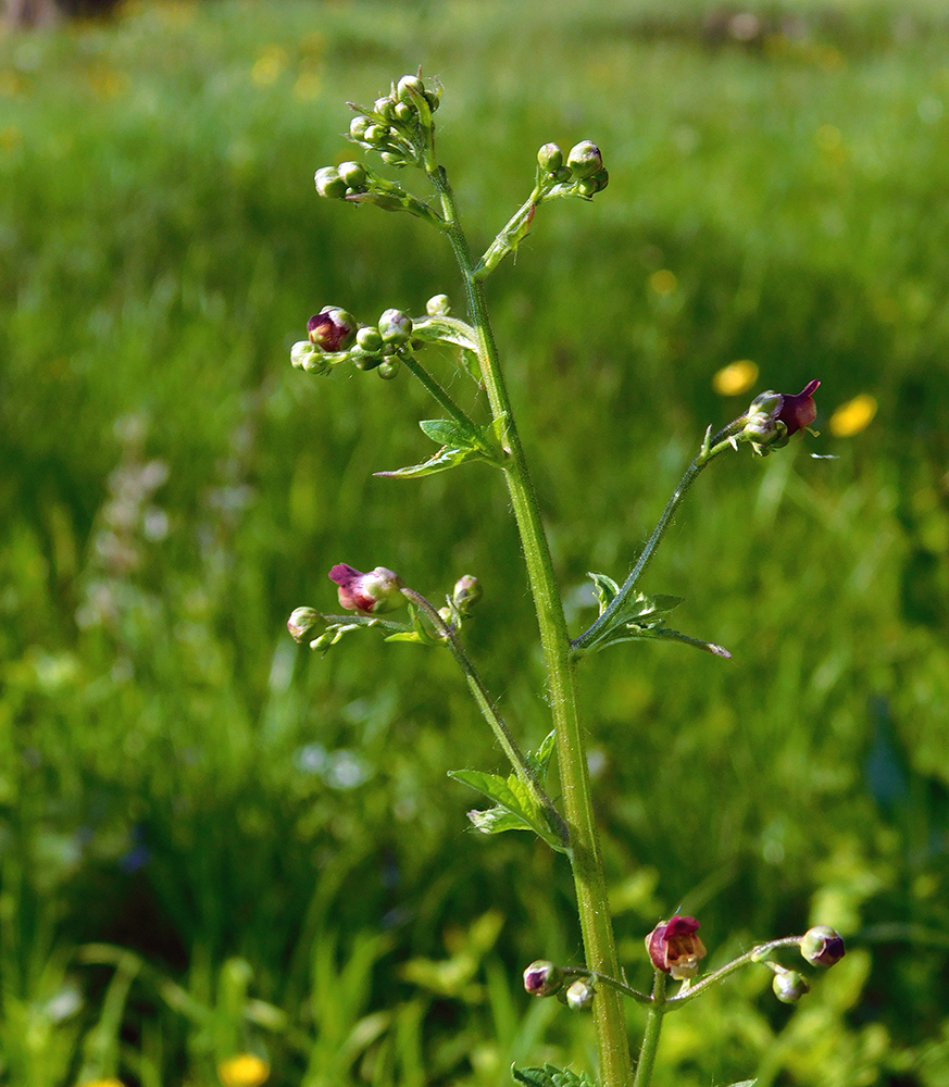 Изображение особи Scrophularia scopolii.