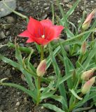 Tulipa linifolia. Цветущее и бутонизирующие растения. Чехия, г. Прага, ботсад, в культуре. 22.04.2008.
