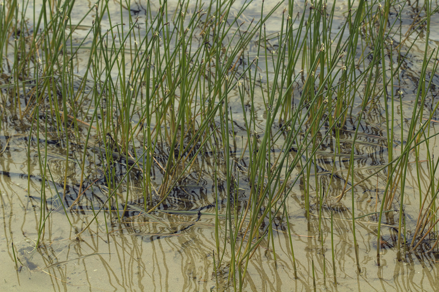 Image of Eleocharis kamtschatica specimen.