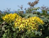Senecio cannabifolius