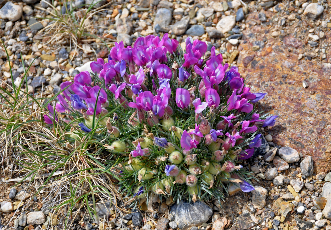 Image of Oxytropis kossinskyi specimen.