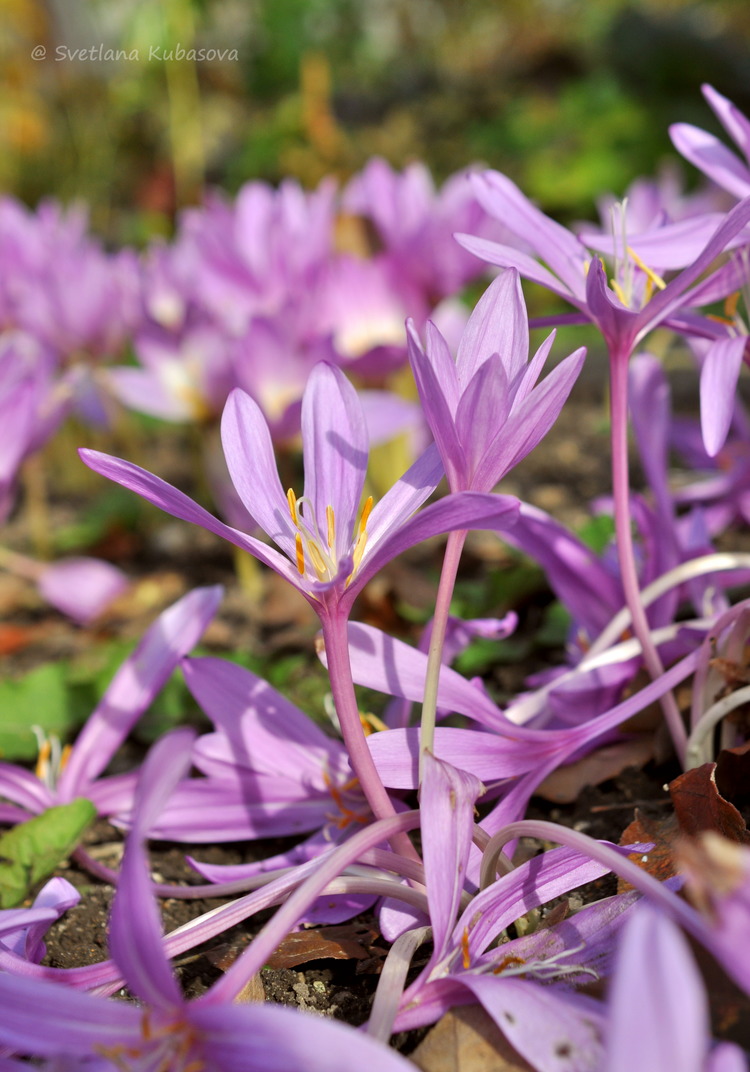 Изображение особи род Colchicum.