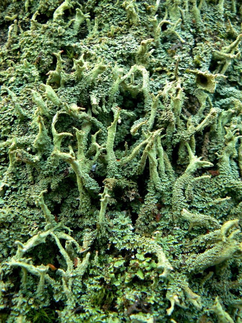 Изображение особи Cladonia cenotea.