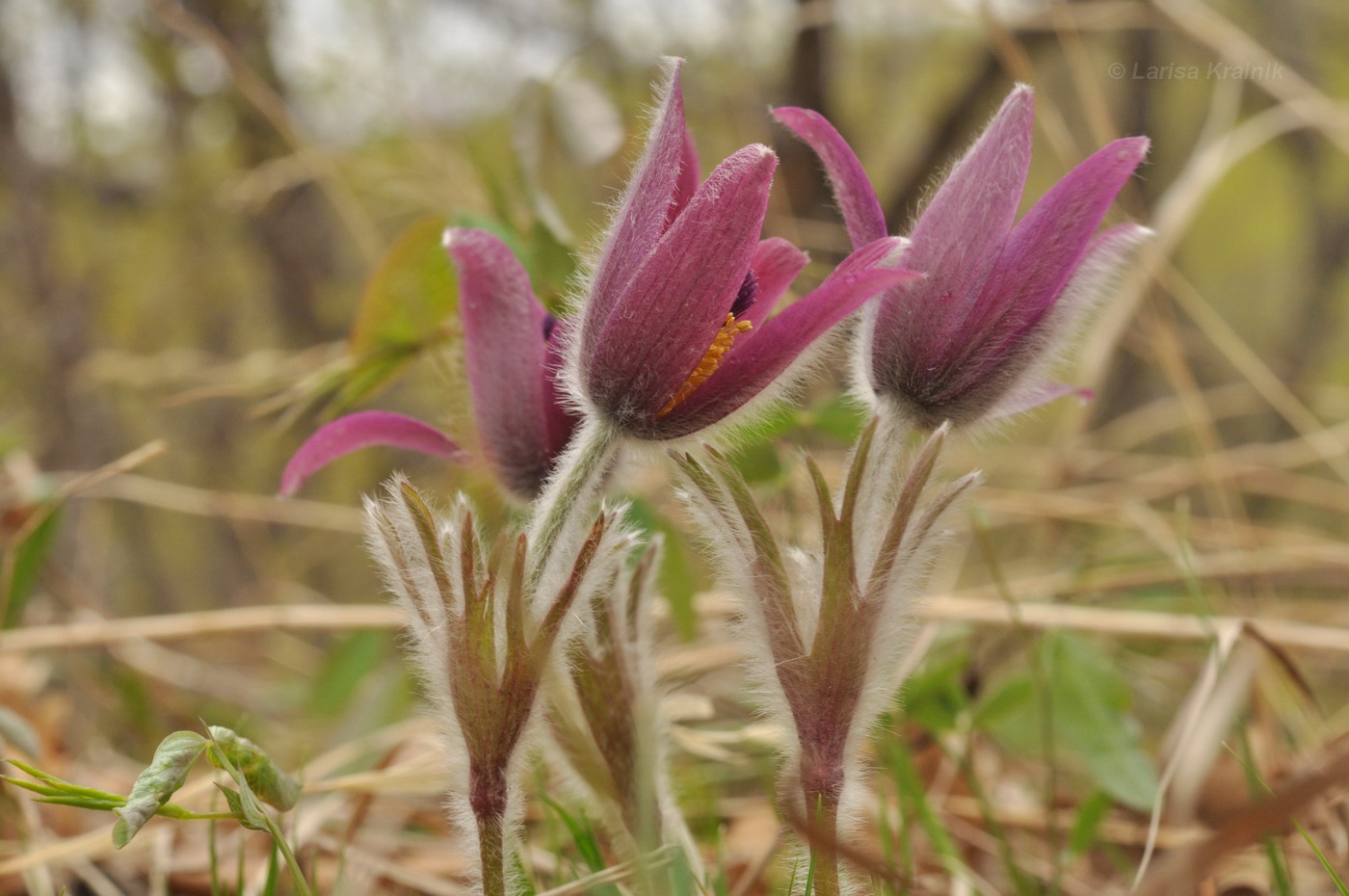 Изображение особи Pulsatilla &times; kissii.