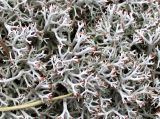 Cladonia rangiferina