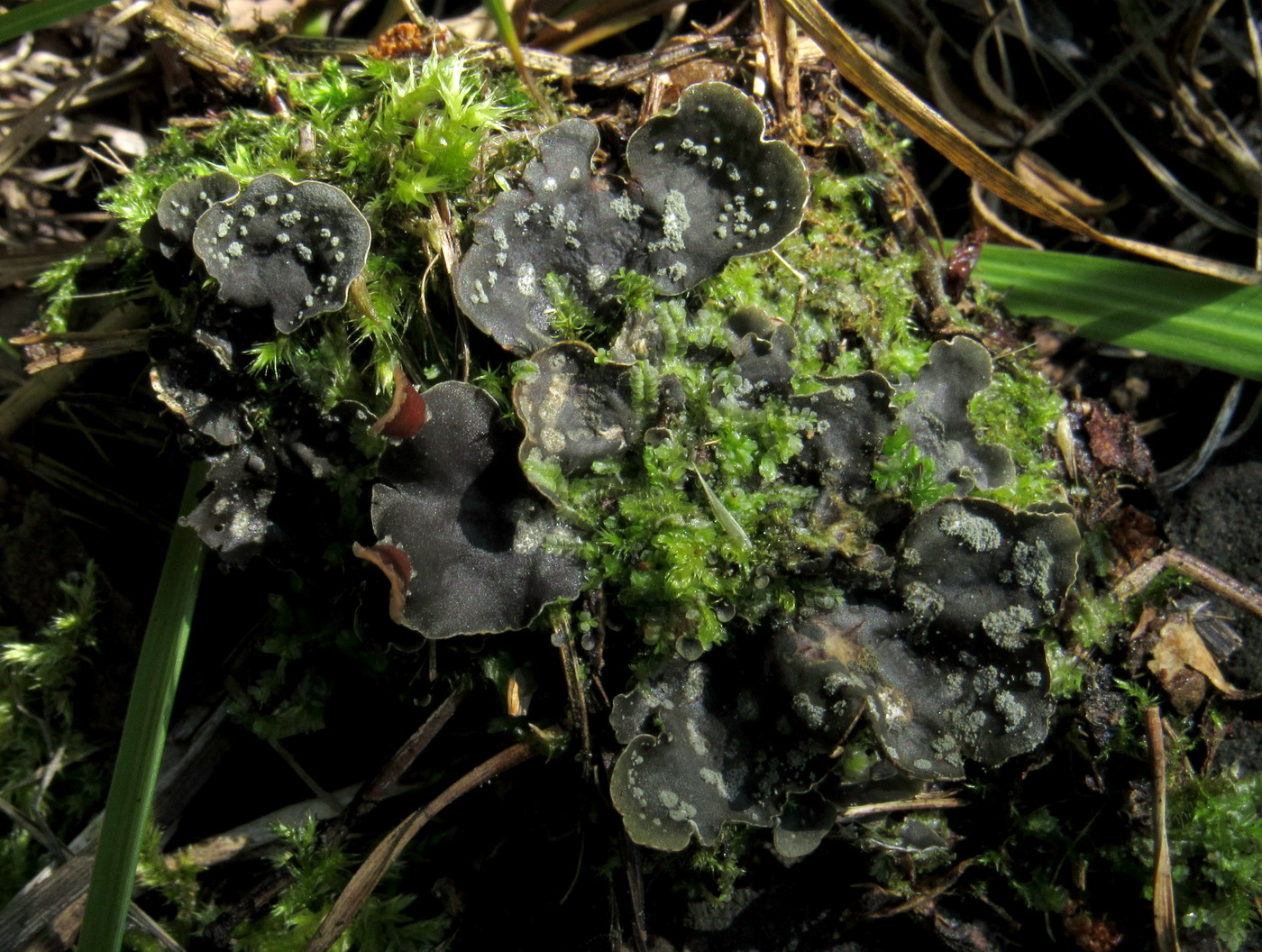 Image of Peltigera didactyla specimen.