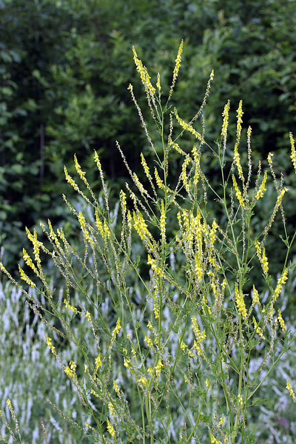 Image of Melilotus officinalis specimen.