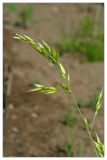 Bromus hordeaceus. Соцветие. Республика Татарстан, Агрызский р-н, с. Красный Бор. 24.06.2010.