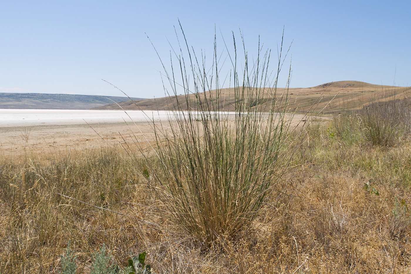 Изображение особи Elytrigia obtusiflora.