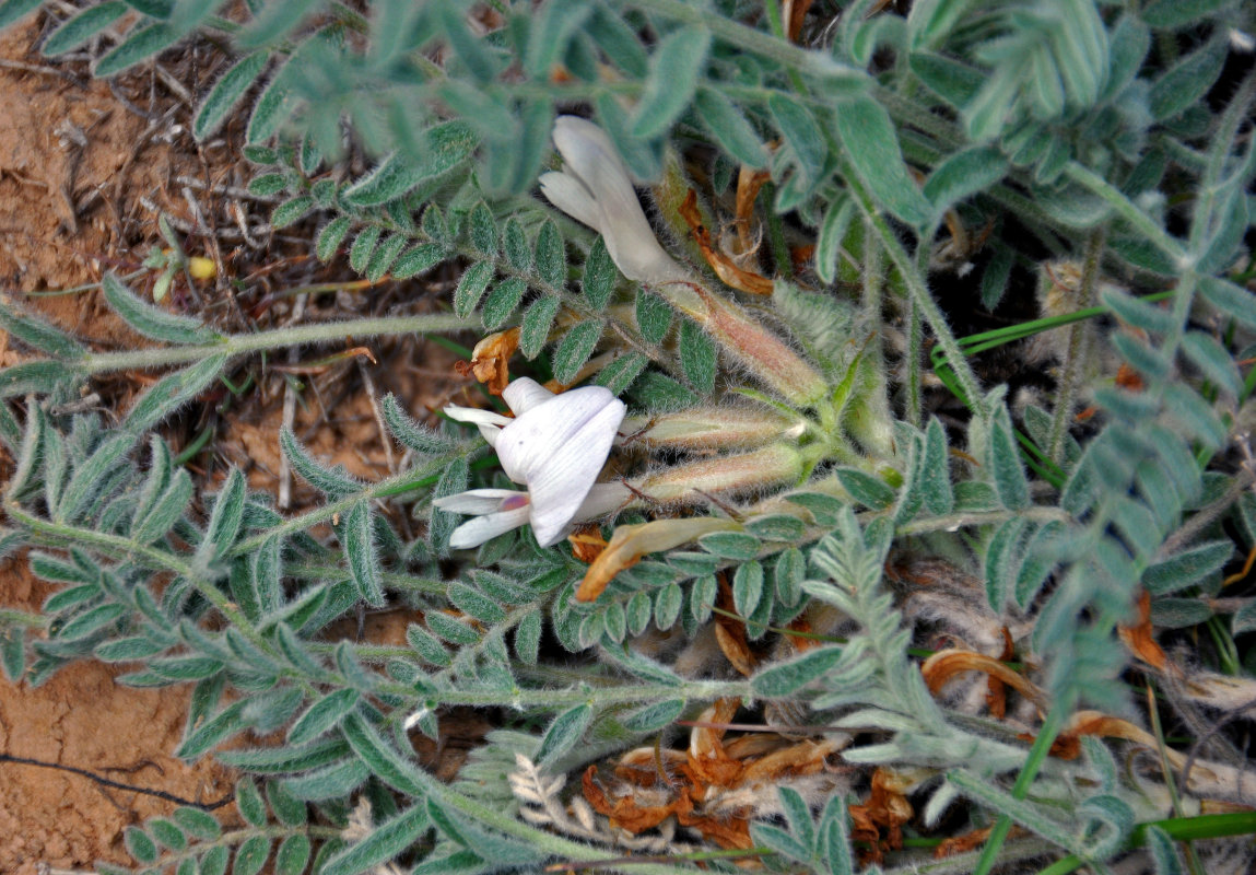 Image of Astragalus testiculatus specimen.