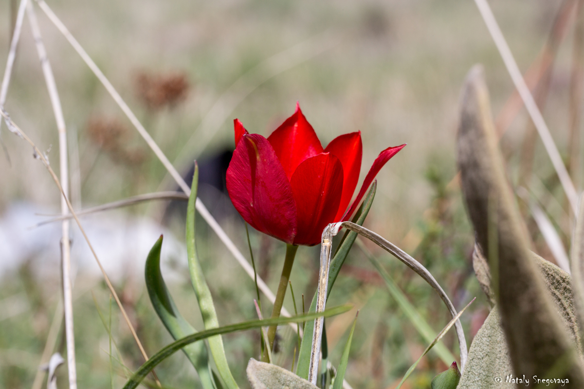 Изображение особи Tulipa julia.