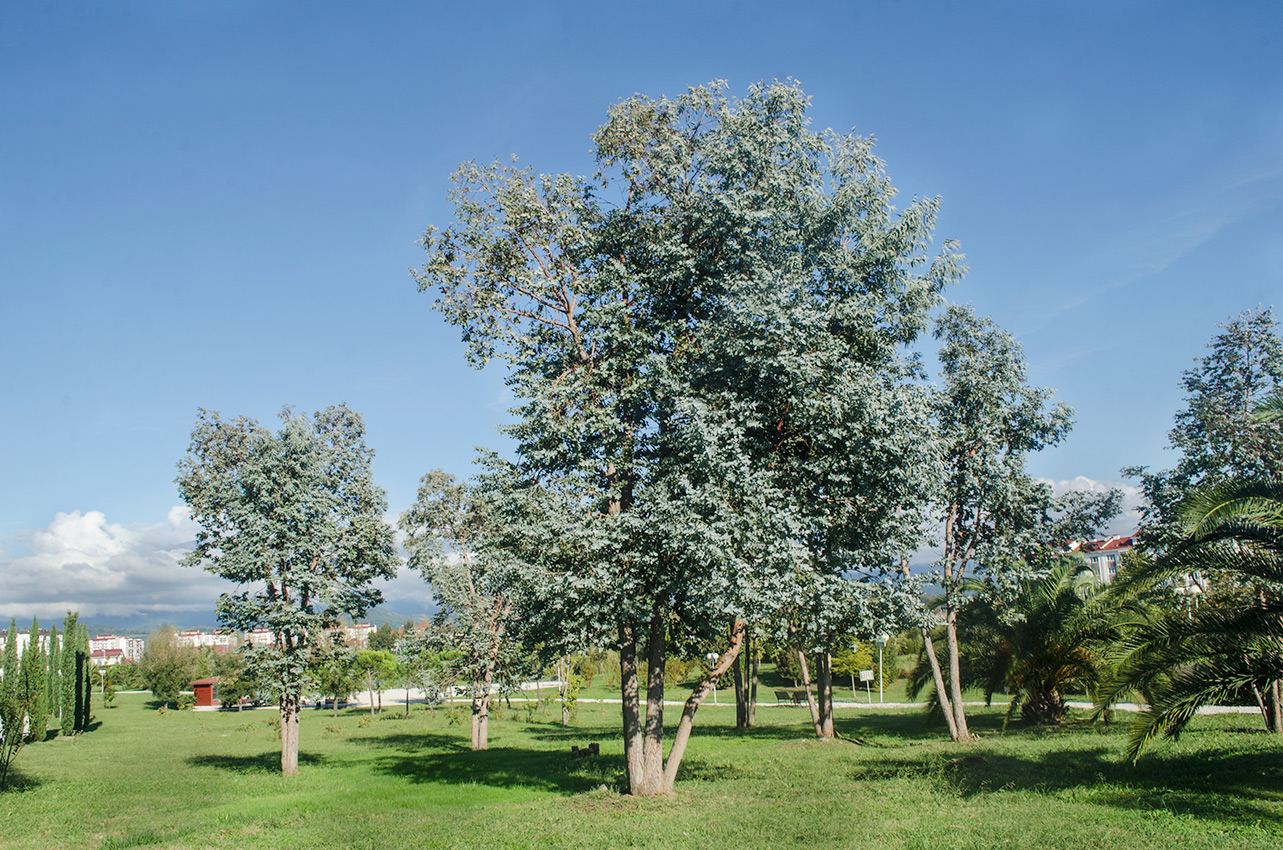 Image of Eucalyptus gunnii specimen.