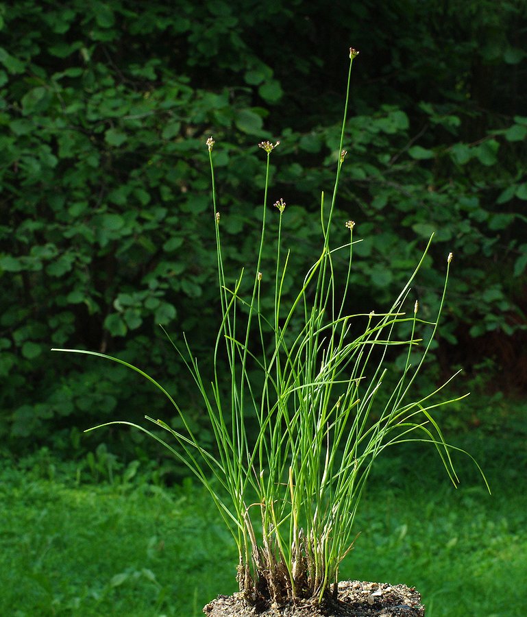 Image of Allium gunibicum specimen.