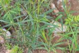 Kyphocarpa angustifolia