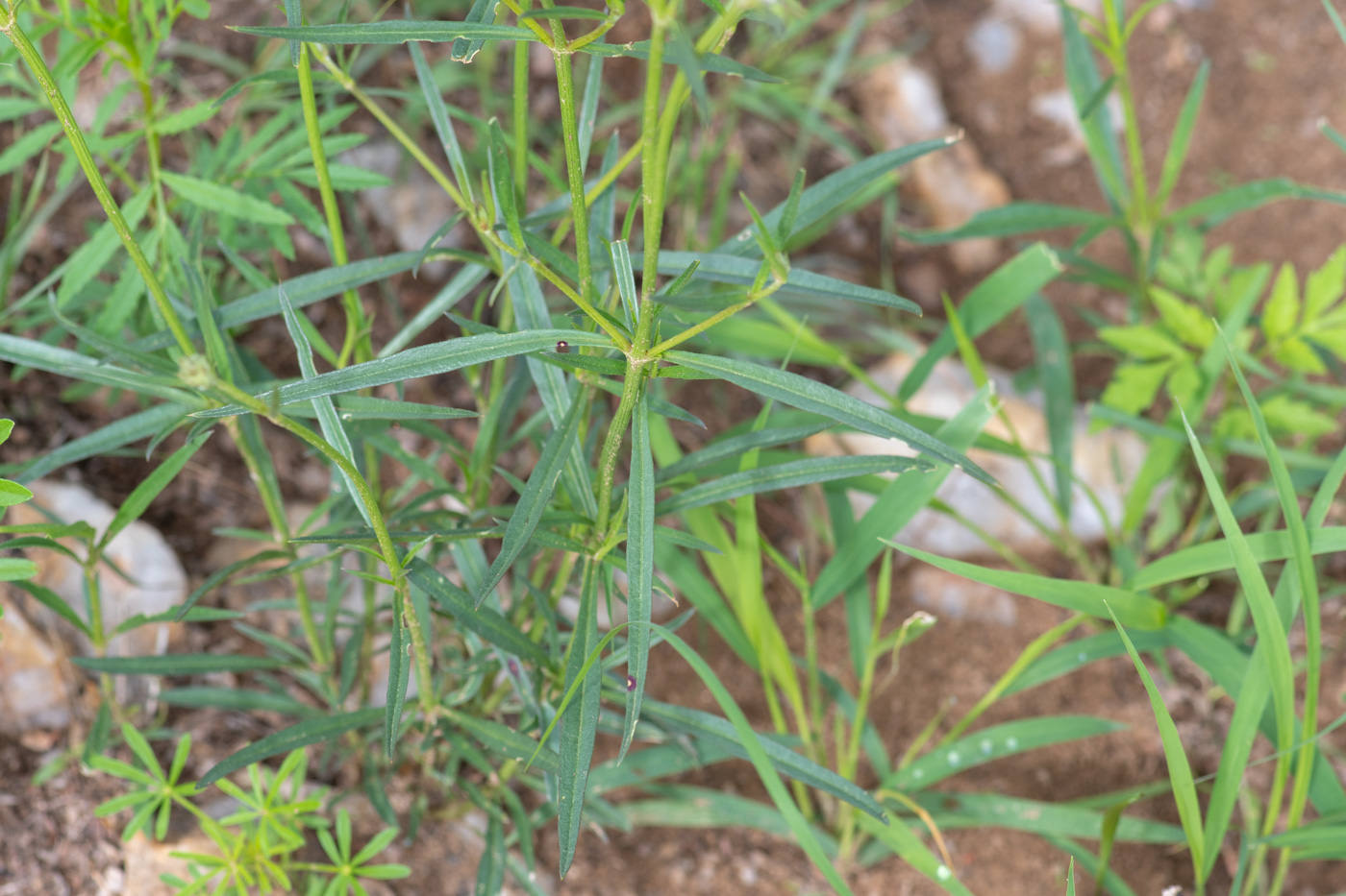 Image of Kyphocarpa angustifolia specimen.