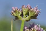 Valeriana coreana