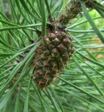 Pinus contorta