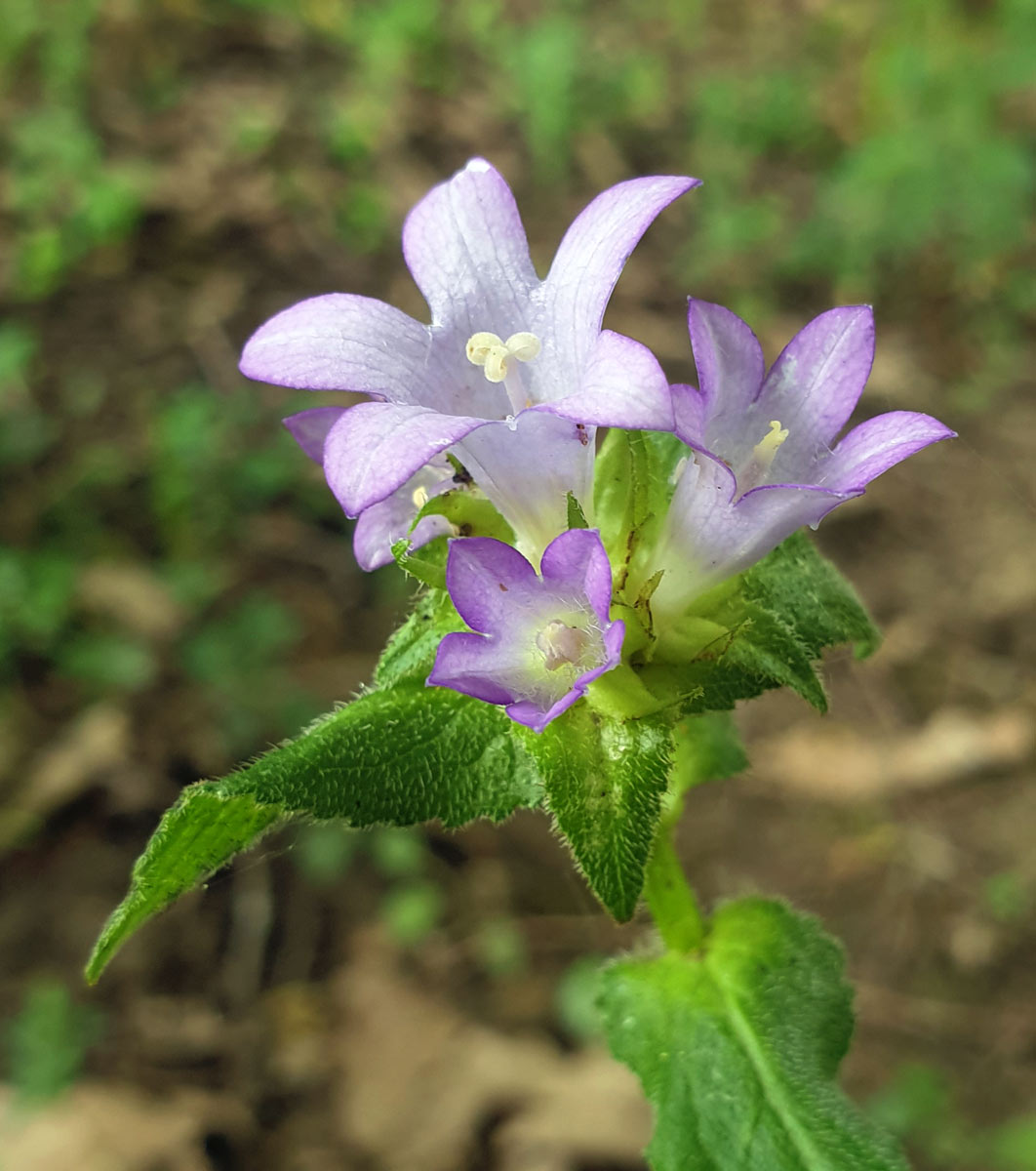 Изображение особи Campanula maleevii.