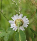 Leucanthemum vulgare