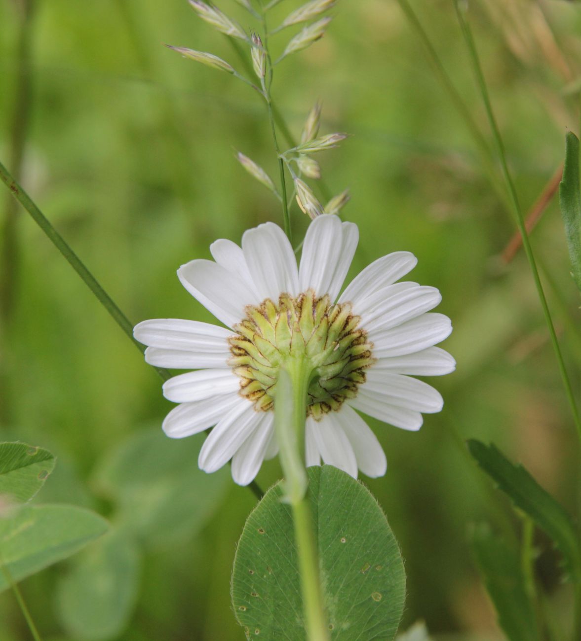 Изображение особи Leucanthemum vulgare.