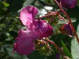 Impatiens glandulifera. Цветок. Украинские Карпаты, Свалявский район, берег р. Пиня возле с. Солочин.
Сентябрь 2006 г.