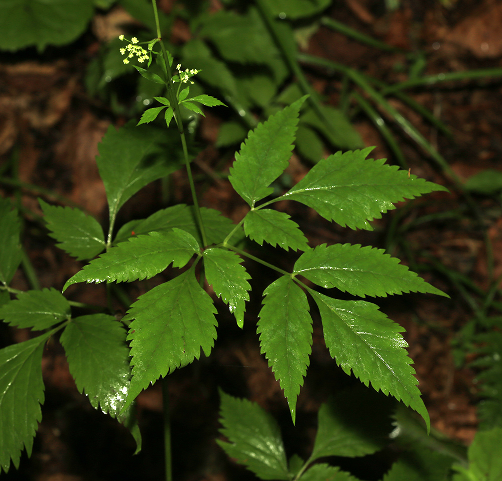 Image of Spuriopimpinella calycina specimen.