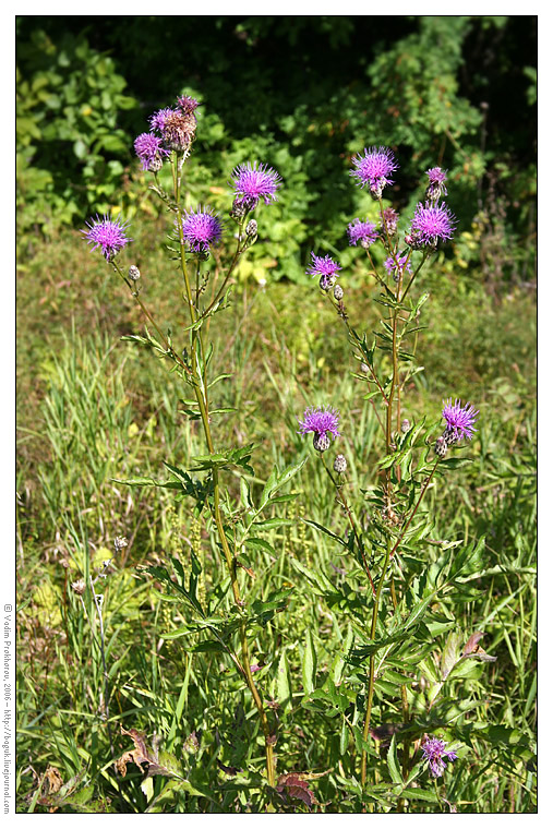 Изображение особи Serratula coronata.